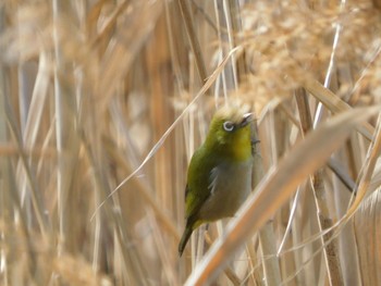 メジロ 東京港野鳥公園 2023年12月28日(木)