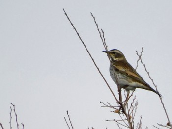 ツグミ 東京港野鳥公園 2023年12月28日(木)