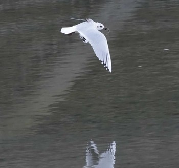 ズグロカモメ 加茂川 2023年12月25日(月)