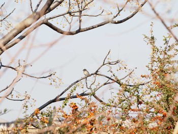 ニュウナイスズメ 倉敷川 2023年12月28日(木)