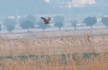 チュウヒ 笠岡 2023年12月28日(木)