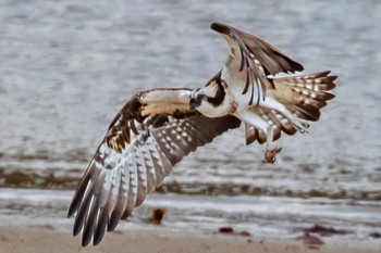 Osprey 島田川河口(山口県) Mon, 12/25/2023