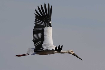 Wed, 12/27/2023 Birding report at Watarase Yusuichi (Wetland)