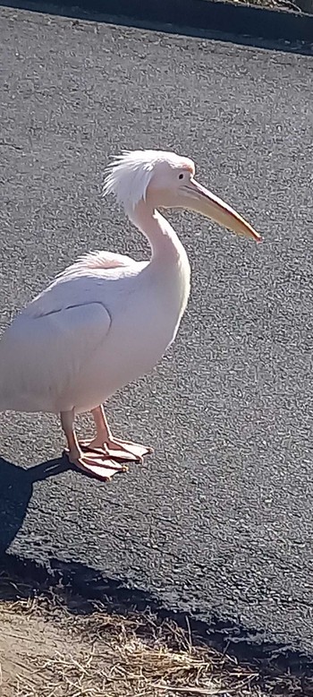 Great White Pelican North Inba Swamp Fri, 12/29/2023