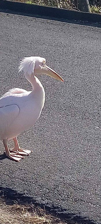 Great White Pelican North Inba Swamp Fri, 12/29/2023