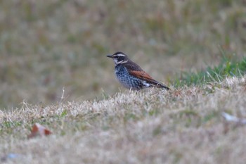 2023年12月29日(金) 長浜公園の野鳥観察記録