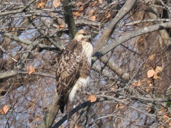 Eastern Buzzard 多摩川(日野用水堰) Thu, 12/28/2023