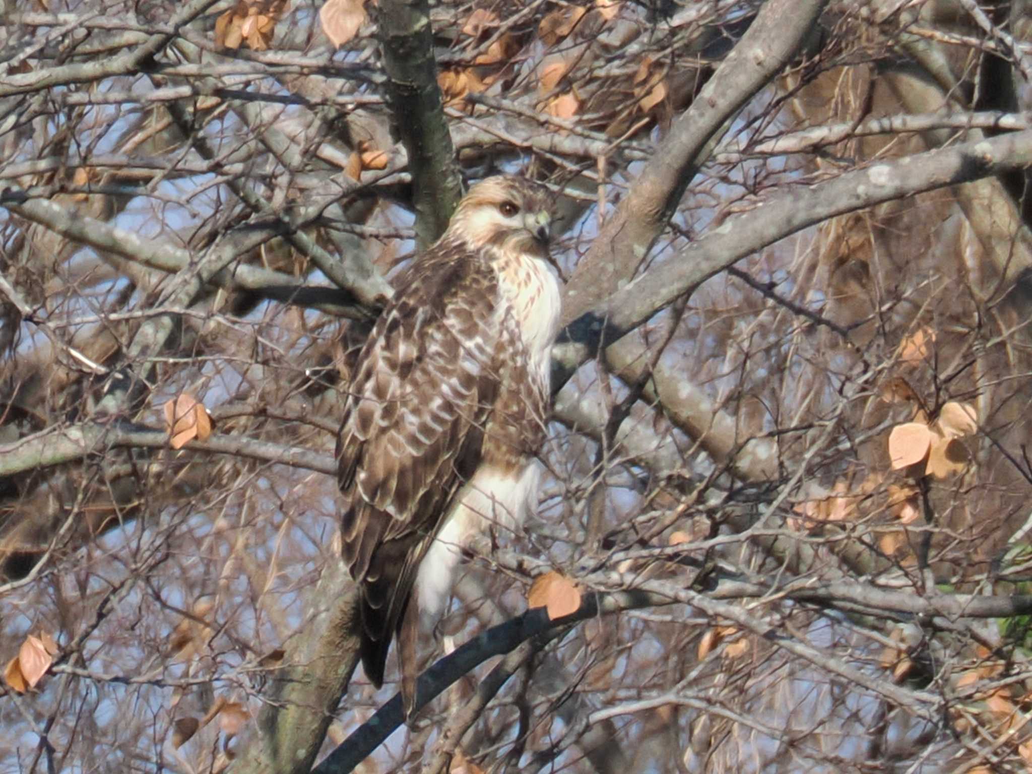 Photo of Eastern Buzzard at 多摩川(日野用水堰) by ぴろり