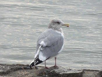 セグロカモメ 昆陽池公園 2023年12月29日(金)