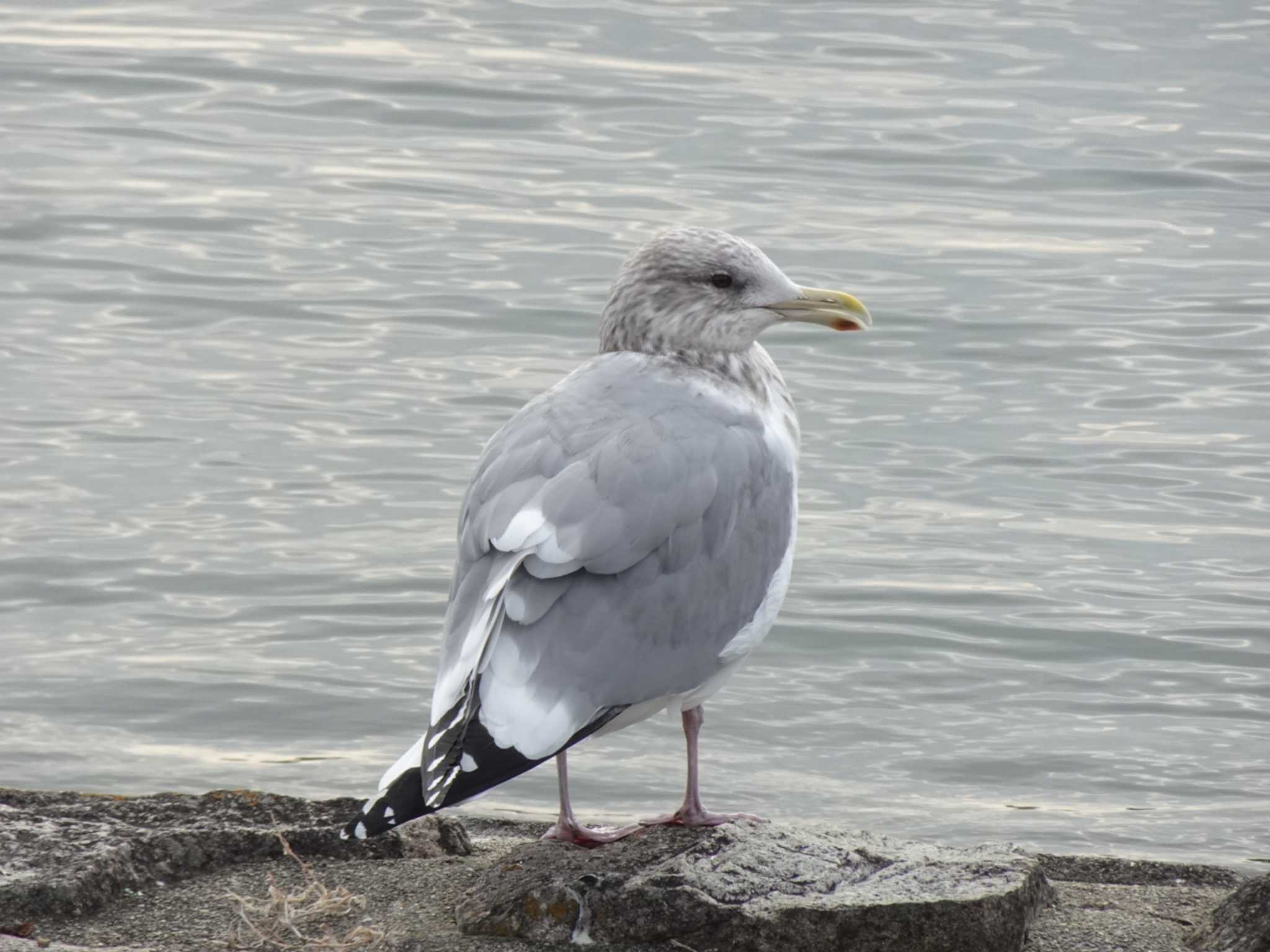 昆陽池公園 セグロカモメの写真 by rm58