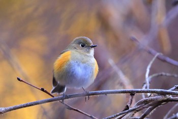 Red-flanked Bluetail Unknown Spots Fri, 12/29/2023