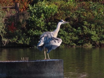 アオサギ 大池親水公園 2023年12月28日(木)