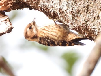 Japanese Pygmy Woodpecker 山口県 Sat, 12/9/2023