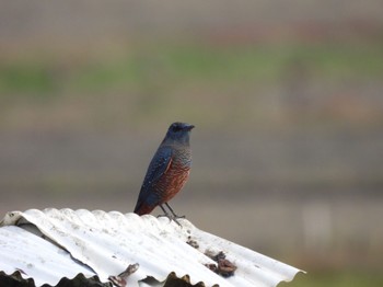 Blue Rock Thrush 山口県 Sat, 12/9/2023