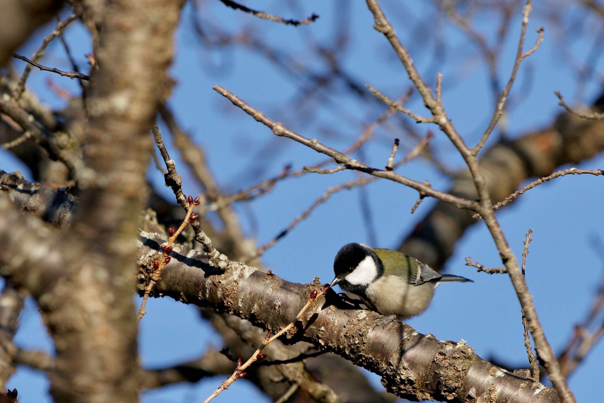 Photo of Japanese Tit at Lake Kawaguchiko by 關本 英樹