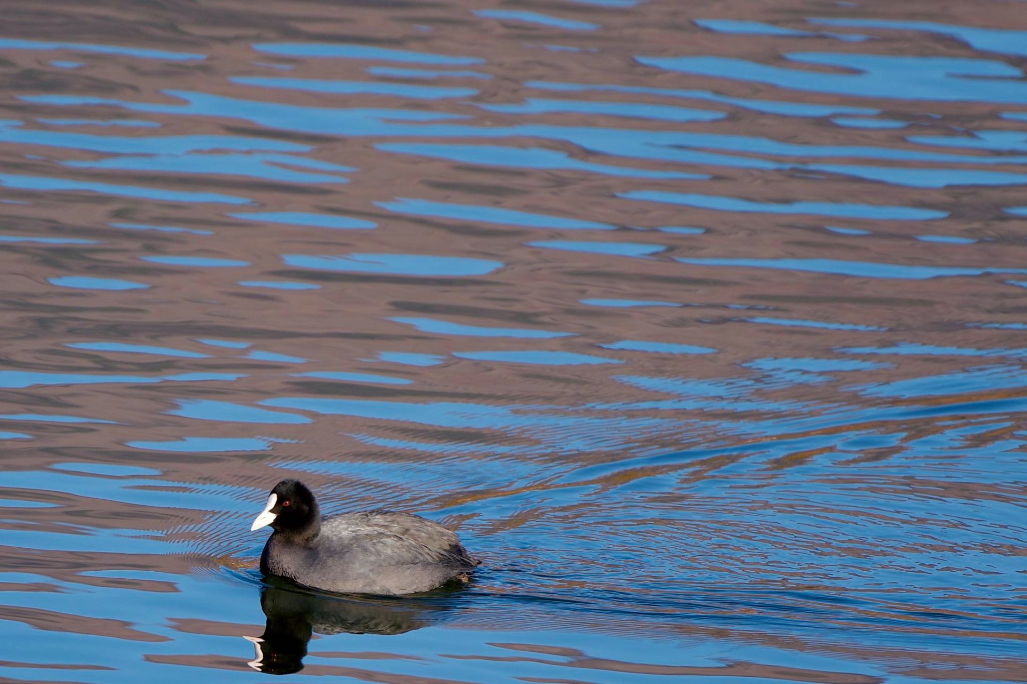 Photo of Eurasian Coot at Lake Kawaguchiko by 關本 英樹