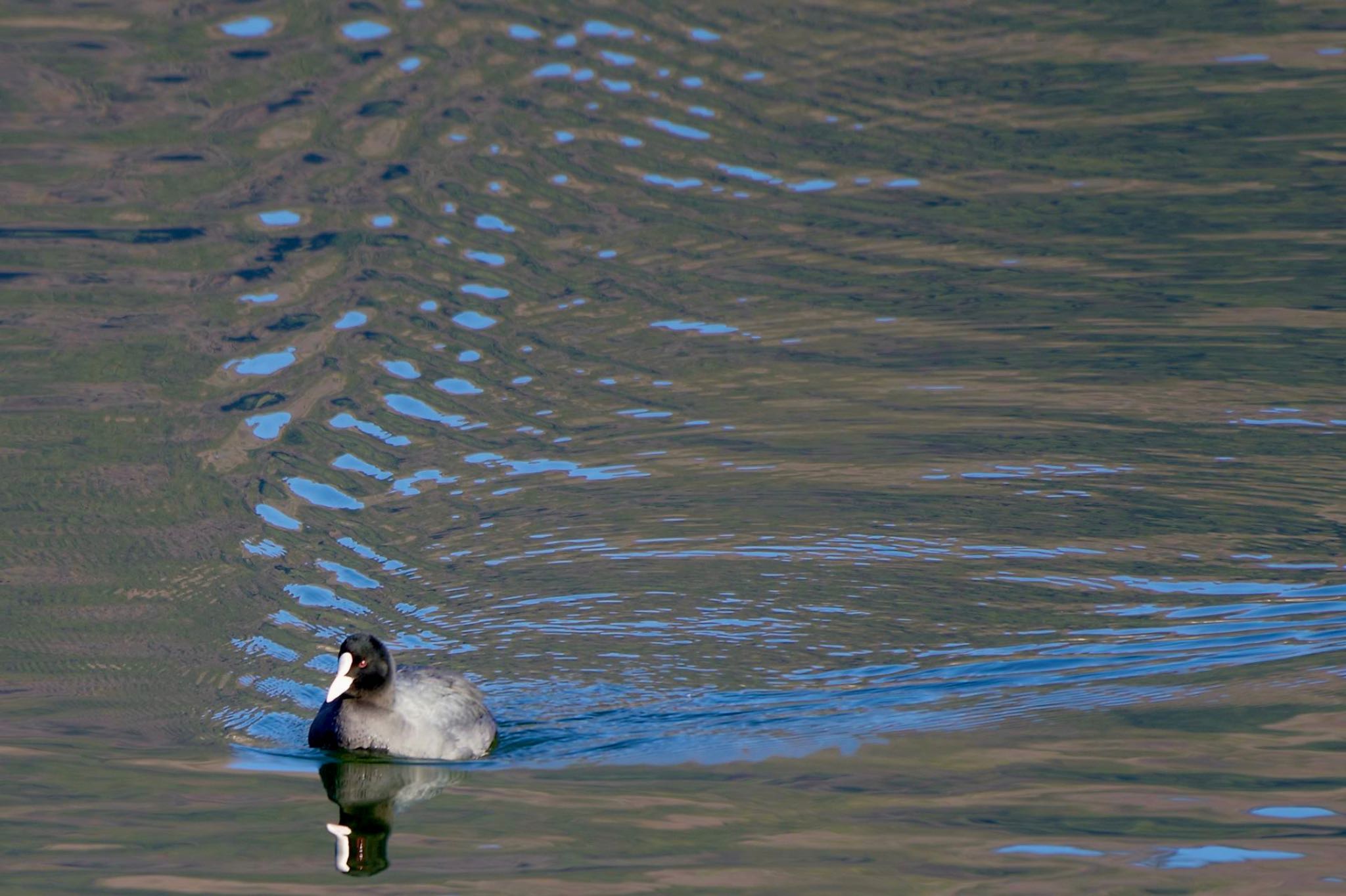 Eurasian Coot