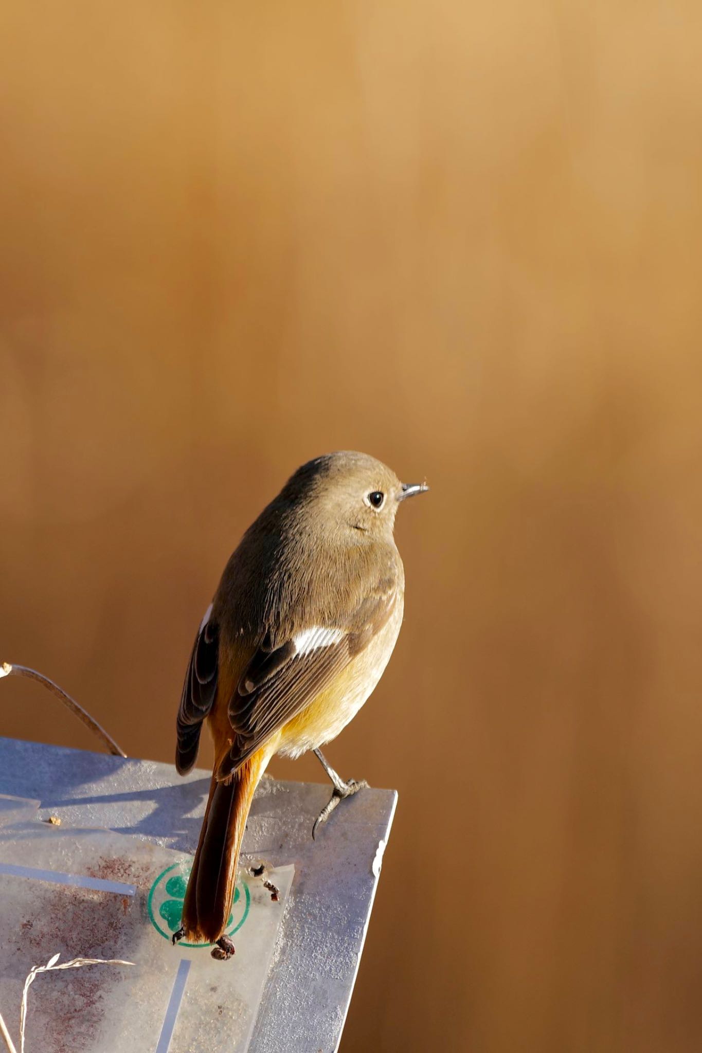 Daurian Redstart