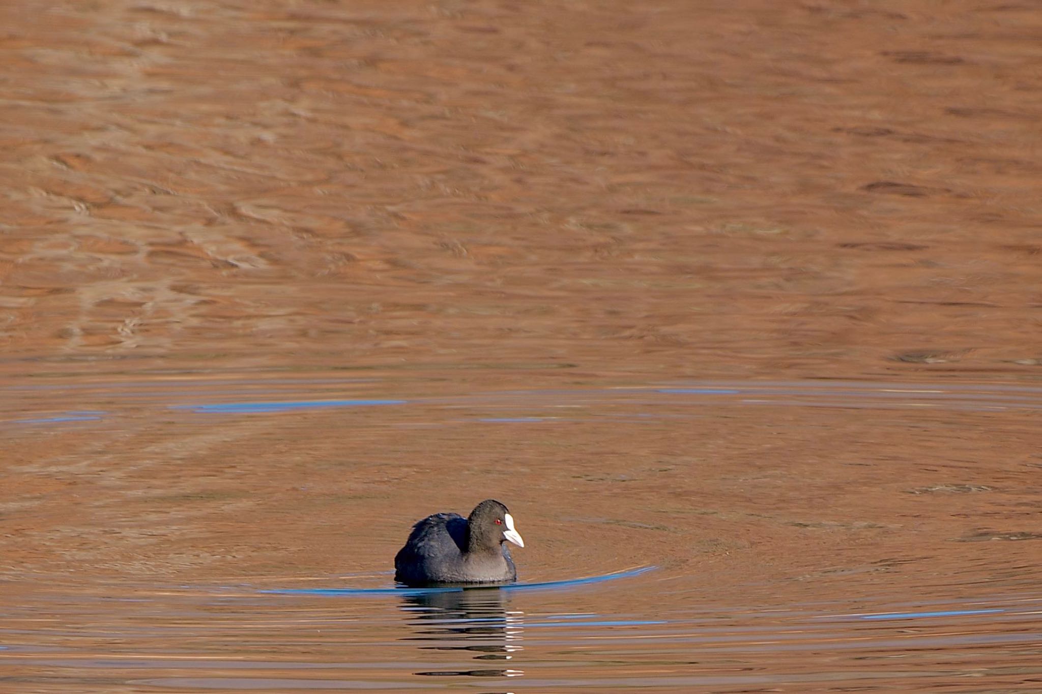 Eurasian Coot