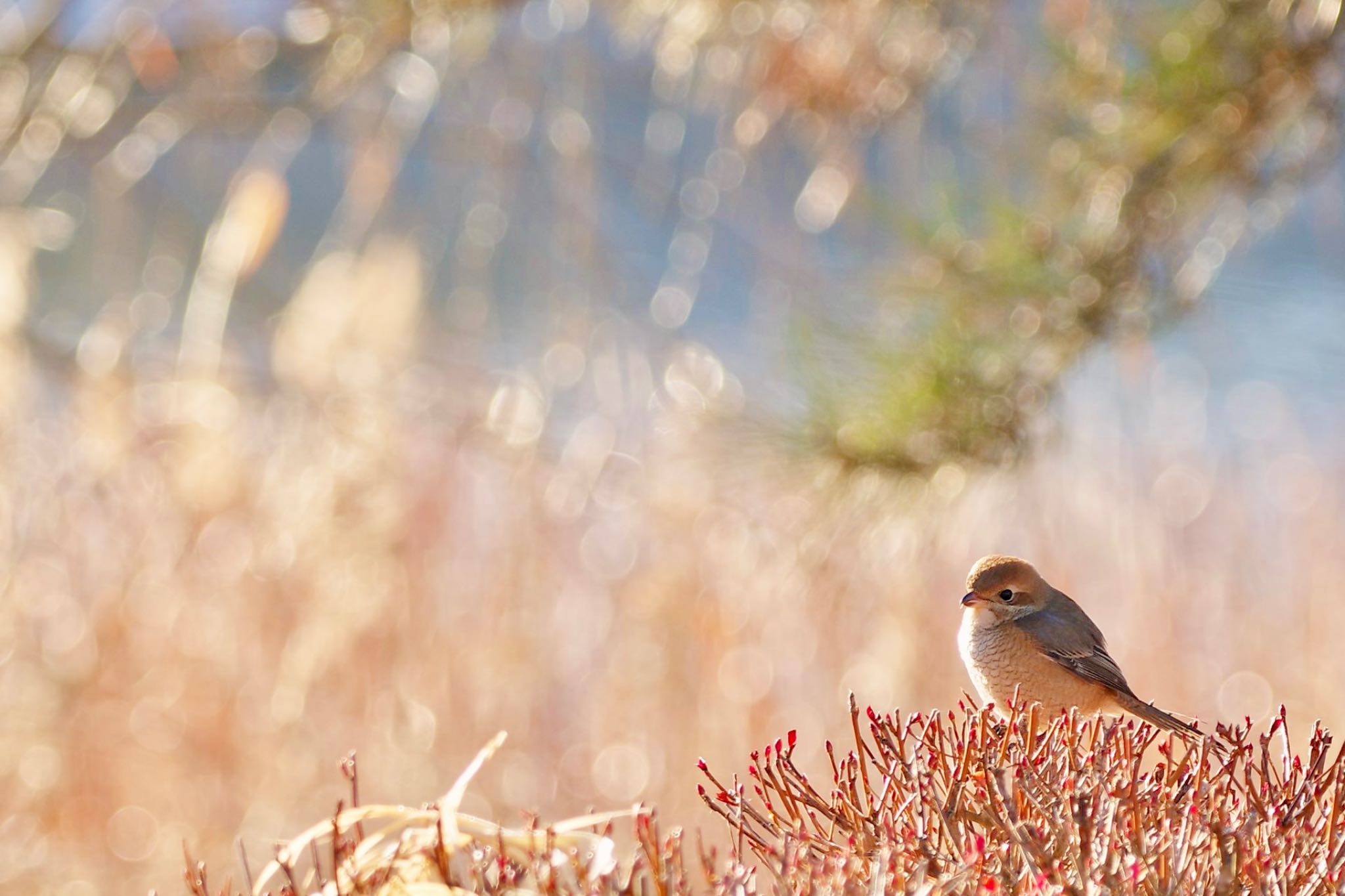 Bull-headed Shrike