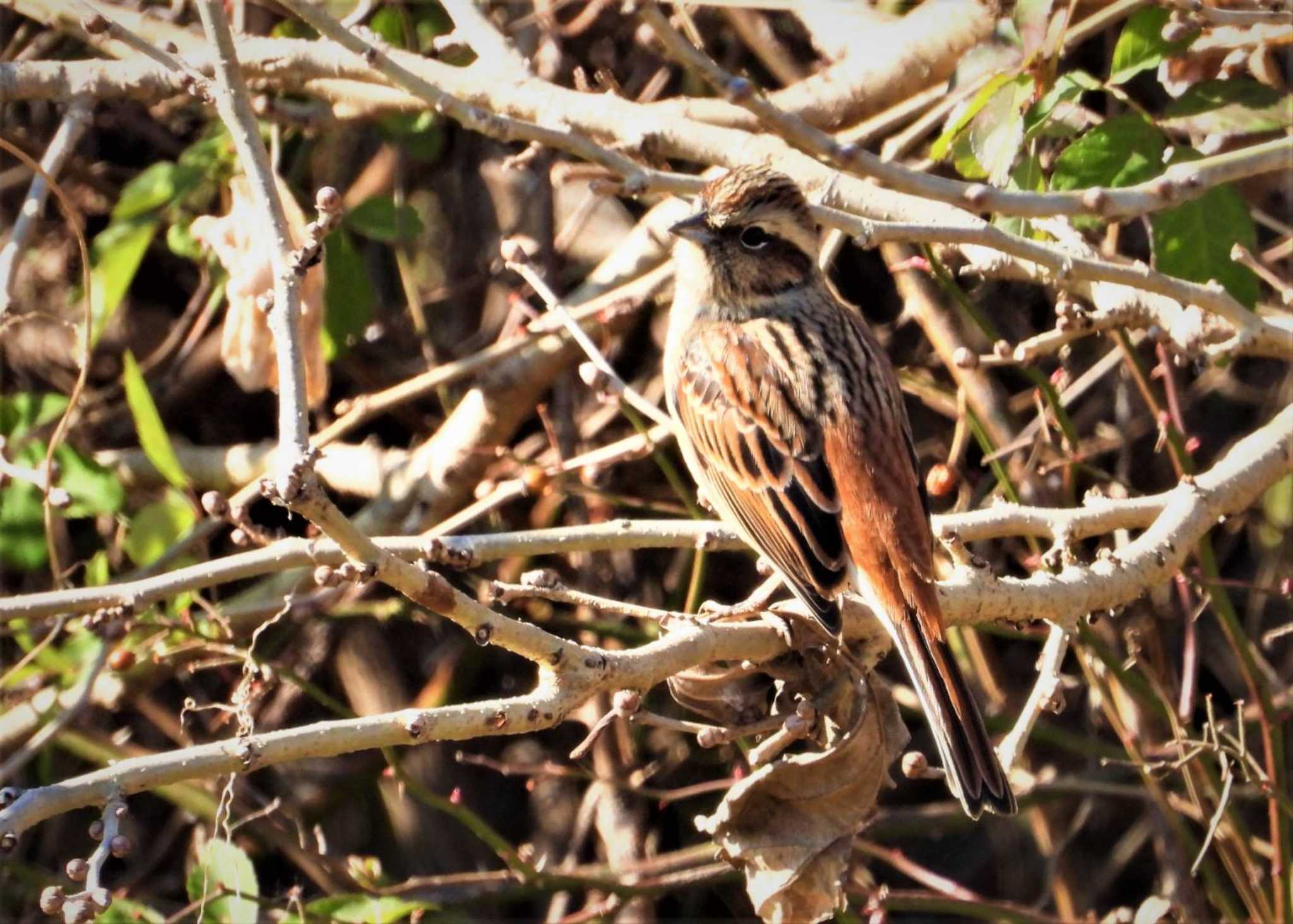 Photo of Rustic Bunting at 秋ヶ瀬公園付近 by まつげ