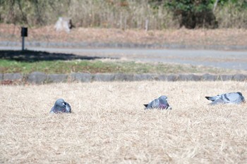 カワラバト こども自然公園 (大池公園/横浜市) 2023年12月29日(金)