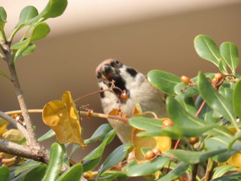 2023年12月29日(金) 靭公園の野鳥観察記録