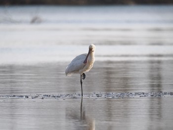 Eurasian Spoonbill Unknown Spots Fri, 12/29/2023