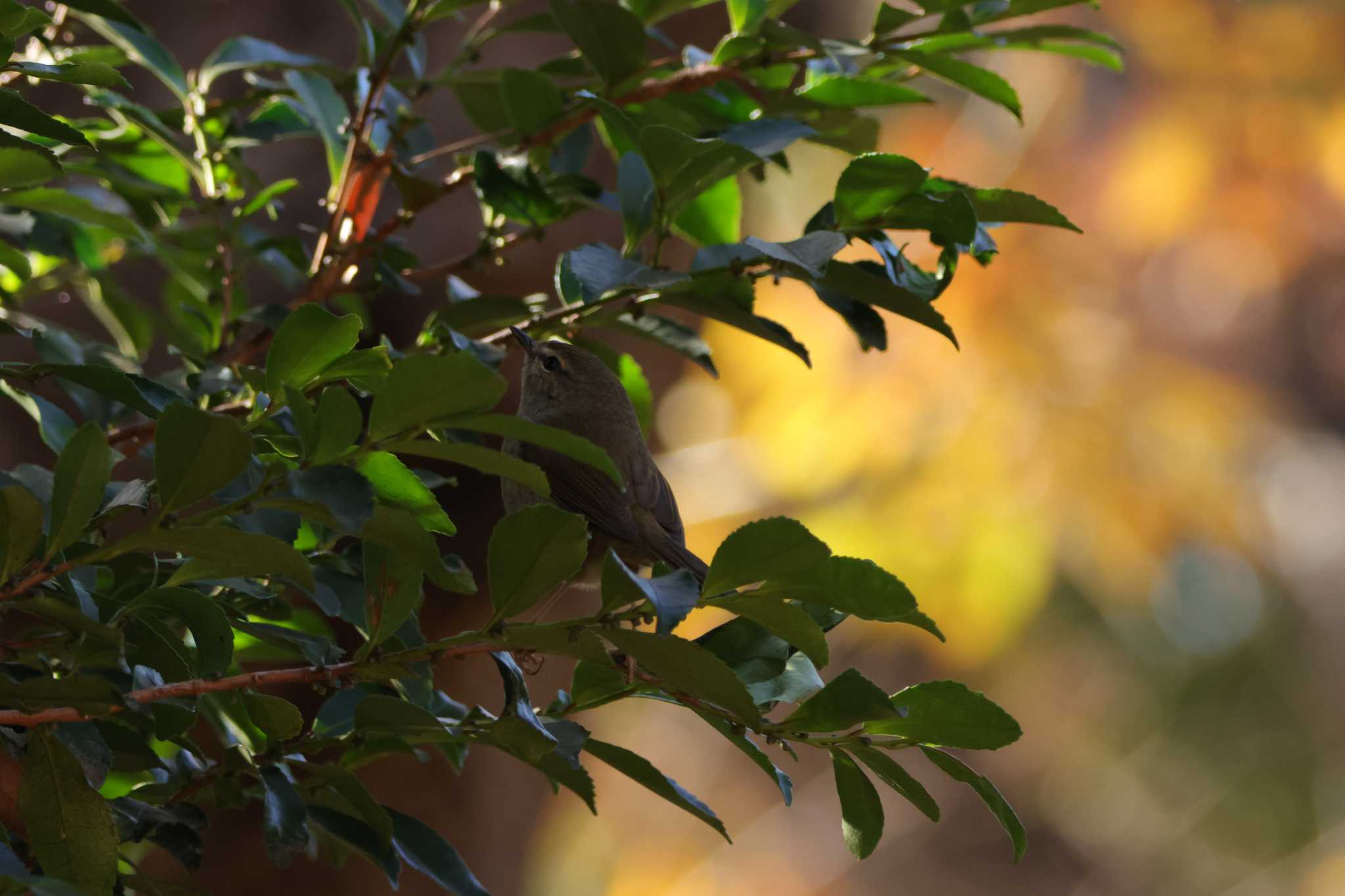 Japanese Bush Warbler