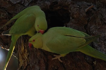 ワカケホンセイインコ 大倉山公園 2023年12月29日(金)