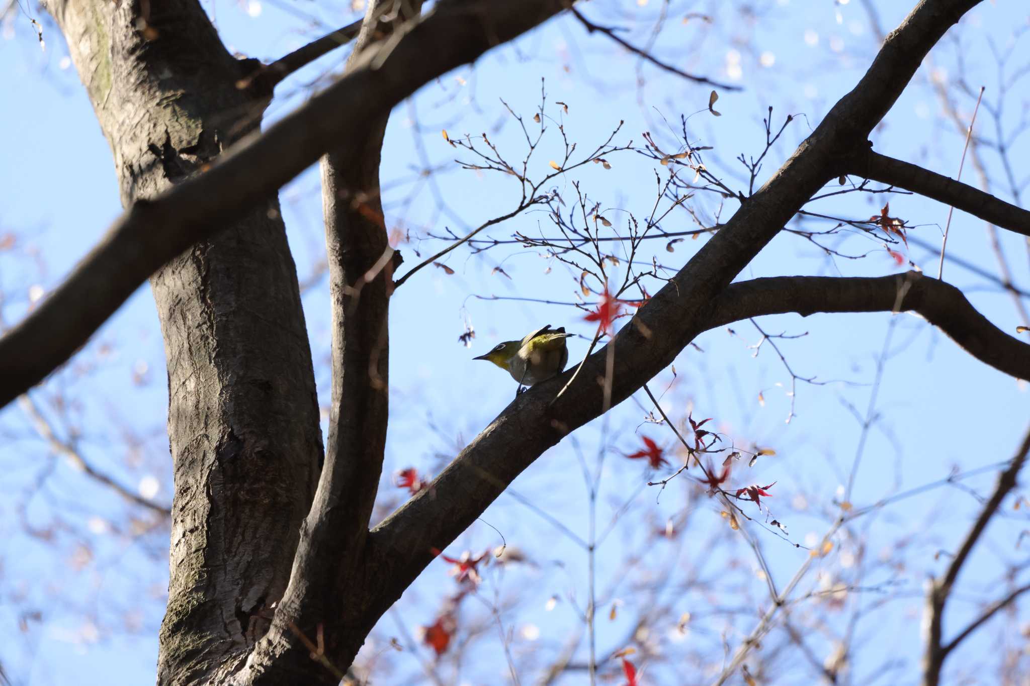 Warbling White-eye