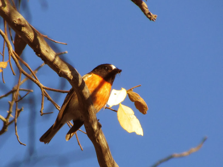 Photo of Scarlet Robin at パース by Nozomu 