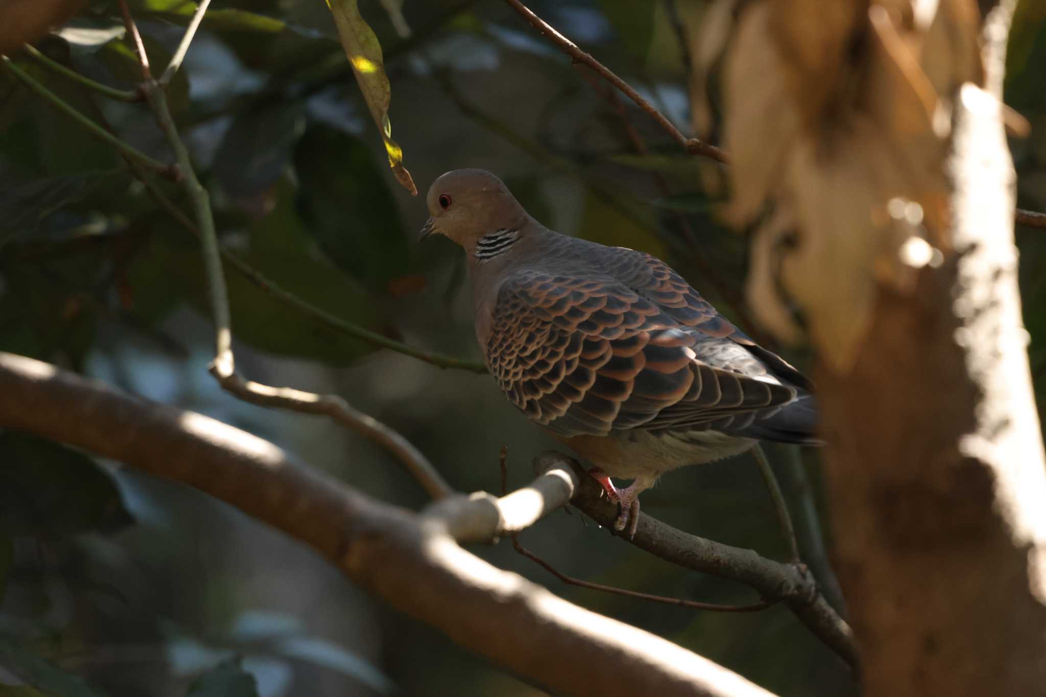 Oriental Turtle Dove