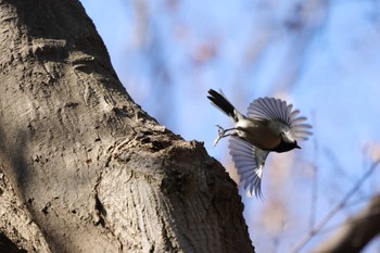 シジュウカラ 大倉山公園 2023年12月29日(金)