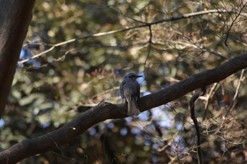 ヒヨドリ 大倉山公園 2023年12月29日(金)