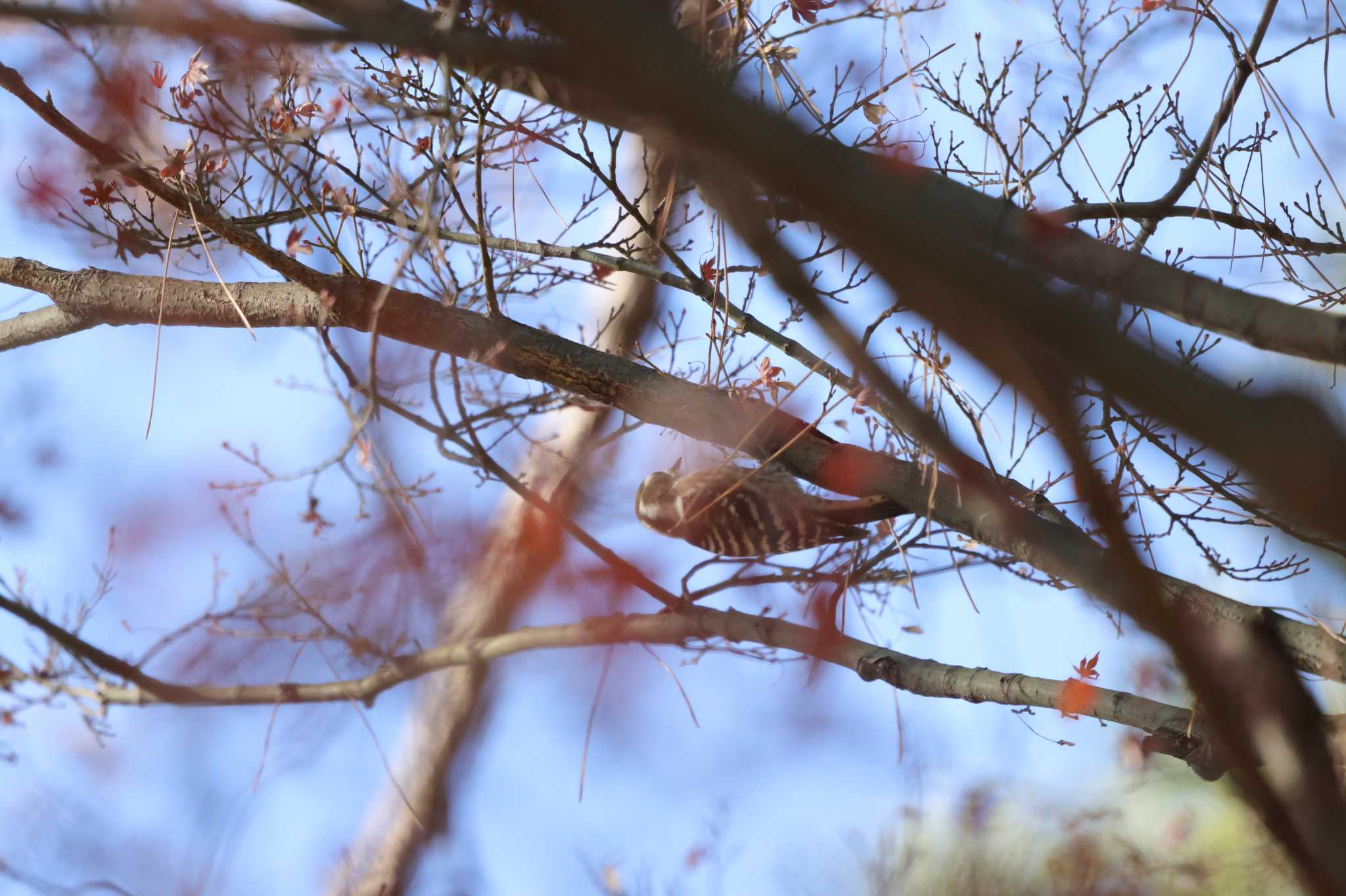 Photo of Japanese Pygmy Woodpecker at 大倉山公園 by 烏山トリ太郎