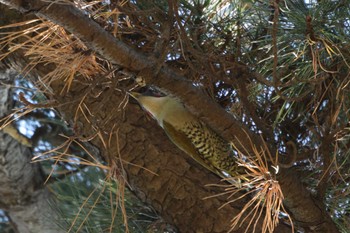 2023年12月29日(金) 大倉山公園の野鳥観察記録