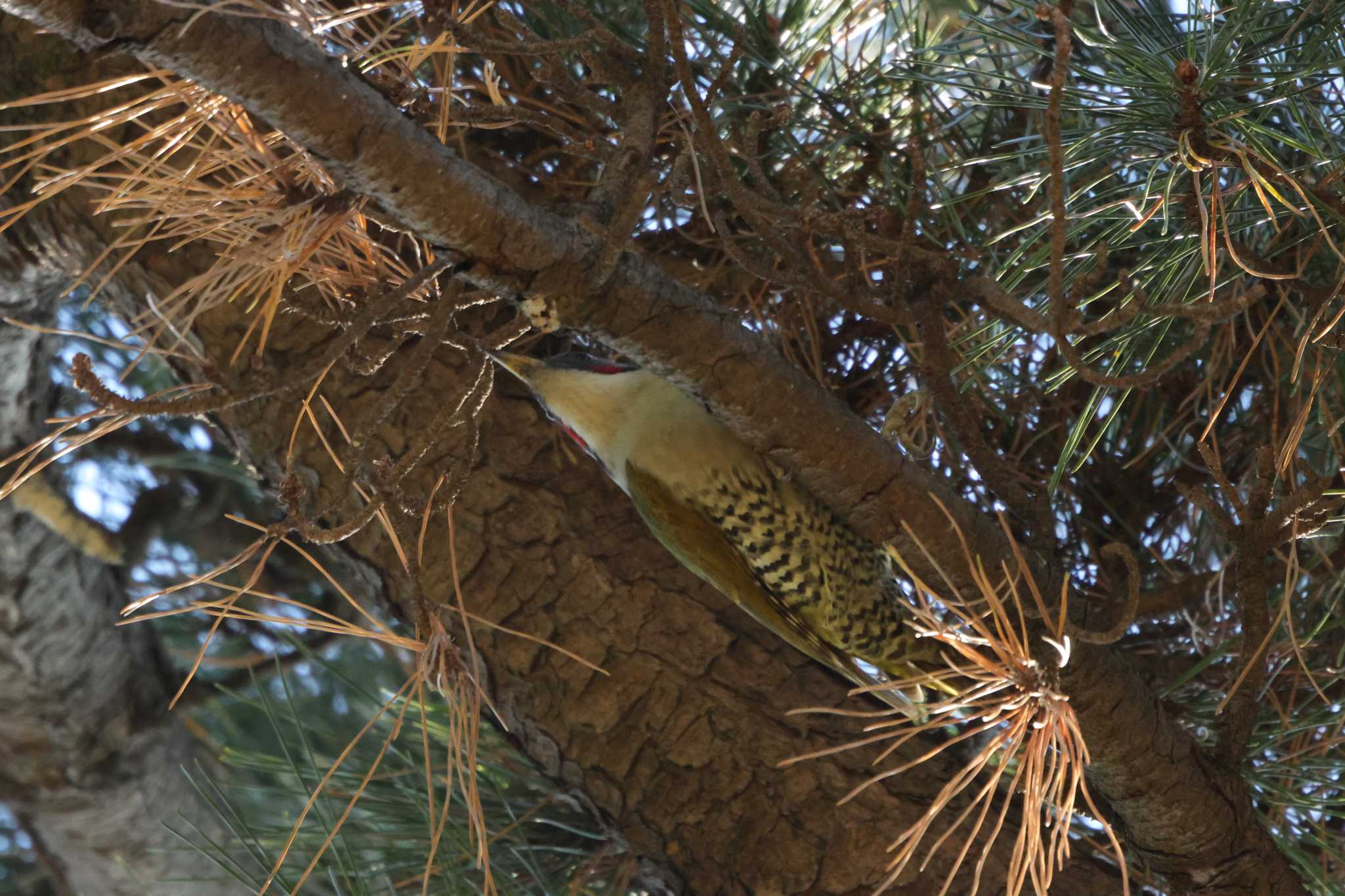 Japanese Green Woodpecker