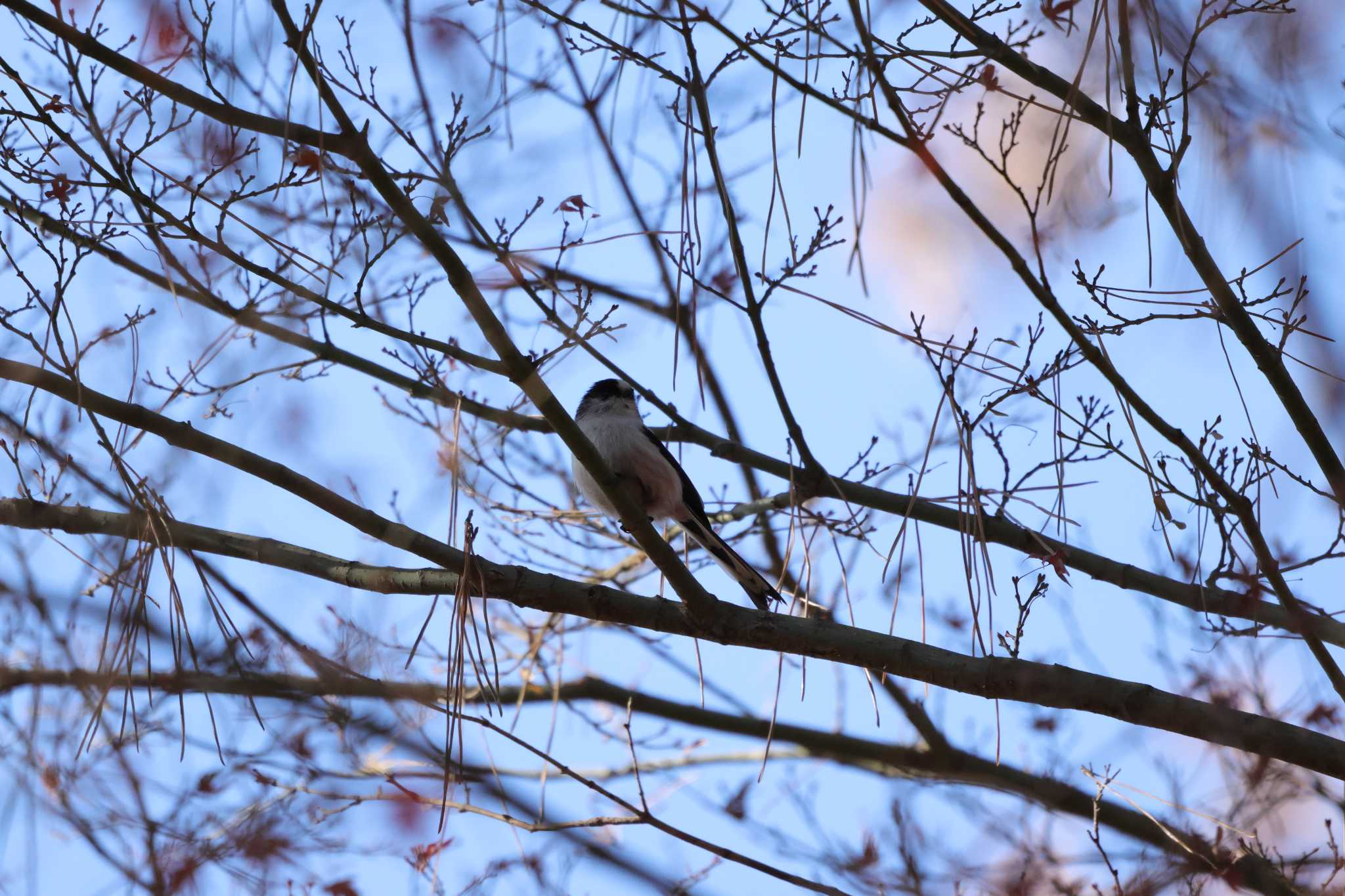 Long-tailed Tit