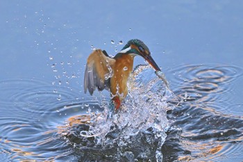 Common Kingfisher 入間市霞川 Tue, 12/26/2023