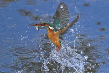 Common Kingfisher 入間市霞川 Thu, 12/28/2023