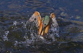 Common Kingfisher 入間市霞川 Mon, 12/25/2023