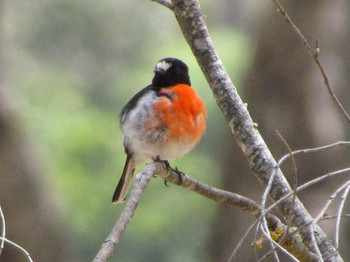 Scarlet Robin パース Wed, 10/23/2013