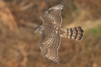 Eurasian Goshawk 入間川 Thu, 12/28/2023