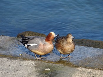 Fri, 12/29/2023 Birding report at 日の出三番瀬沿い緑道