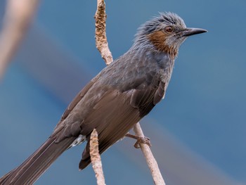 Brown-eared Bulbul(ogawae) Amami Nature Observation Forest Thu, 12/28/2023