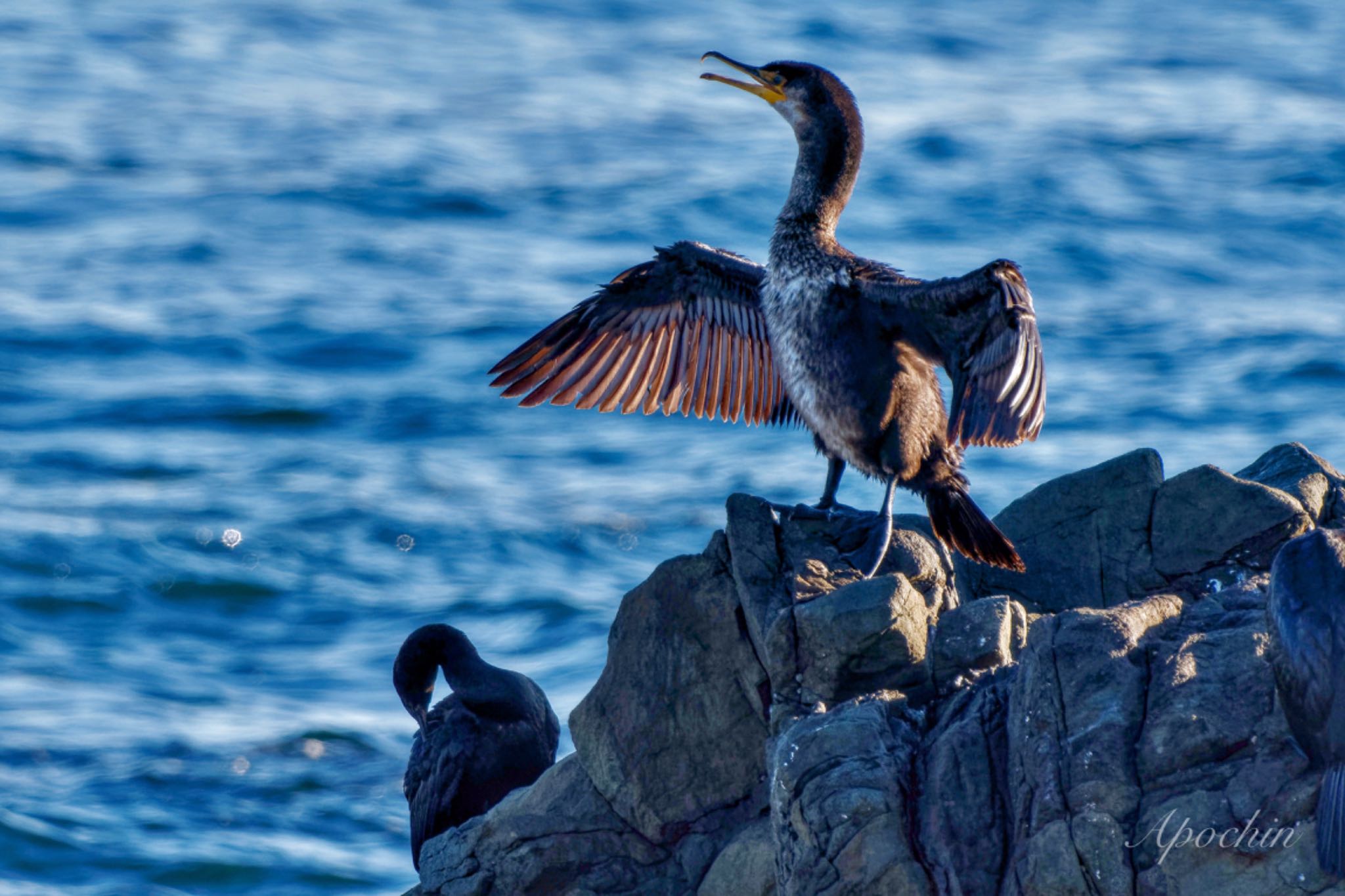 Japanese Cormorant