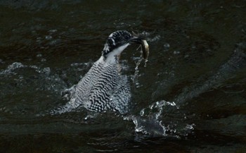 Crested Kingfisher Unknown Spots Unknown Date