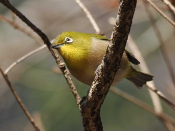 Warbling White-eye 千葉市泉自然公園 Fri, 12/29/2023