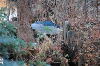 Black-crowned Night Heron 井の頭恩賜公園 Fri, 12/29/2023